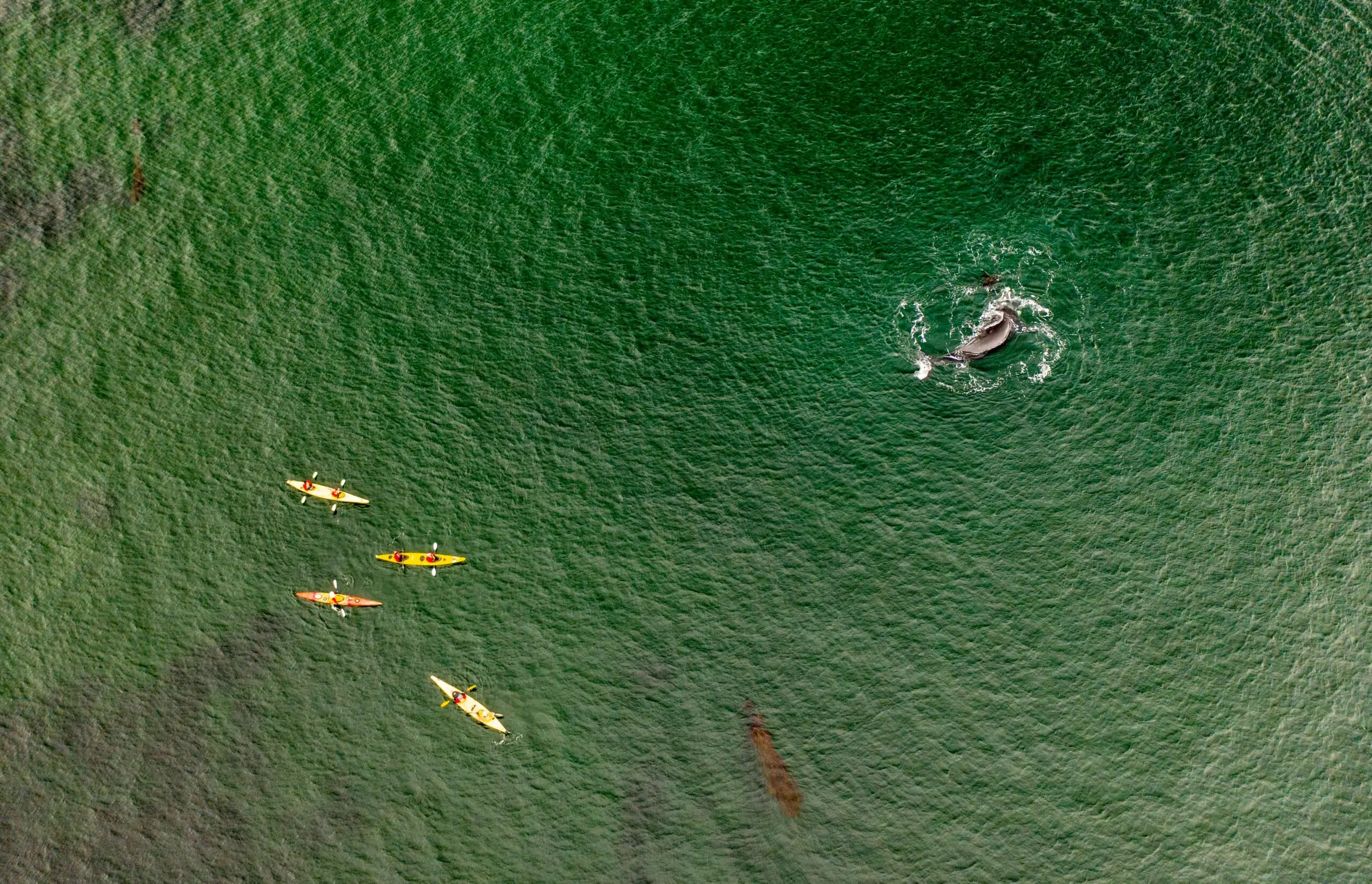group of kayakers very close to whale