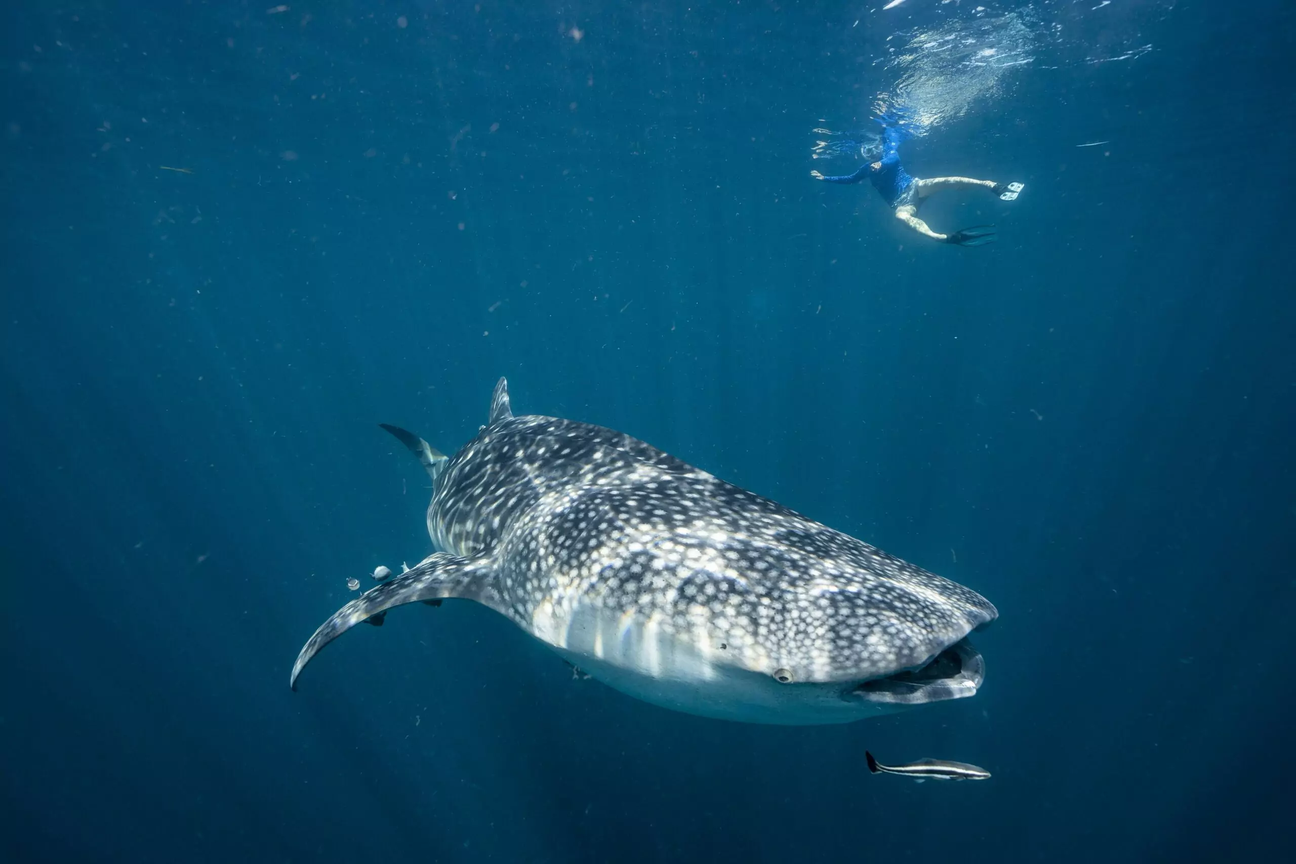 Whale Shark Fiona Wardle Indonesian Explorer Heritage Expeditions